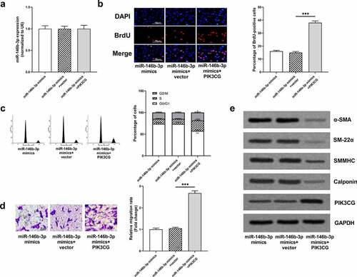 Figure 6. The effects of miR-146b-3p on VSMCs were abrogated by PIK3CG