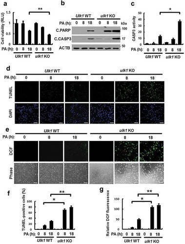 Figure 1. ULK1 protects cells against PA-induced cell death. (a) Ulk1 WT or ulk1 KO MEF cells were incubated with PA (500 μM) for the indicated times. Cell viability was estimated using a Cell titer-Glo assay kit. Live cell numbers were expressed as absorbance at luminescence. (b) Immunoblot analysis with antibodies against cleaved PARP, cleaved CASP3, and ACTB (loading control) in cells treated as described in (a). (c) Ulk1 WT or ulk1 KO MEF cells treated with PA was detected by FACS analysis for CASP3 activity. (d) TUNEL analysis of cells treated as in (a). Scale bar: 200 μm. (e) Ulk1 WT or ulk1 KO MEF cells were treated as described in (a) and ROS levels were determined using CM-H2DCFH-DA. Representative images are shown. Scale bar: 200 μm. (f) Quantification of TUNEL analysis. (g) Quantitative analysis of cells treated as in (a). Relative dichlorofluorescein fluorescence was calculated by averaging fluorescence levels from 80 to 100 cells, after subtracting background fluorescence, from images obtained using a fluorescence microscope. Data are presented as mean ± SD from three independent experiments. *p < 0.05 and **p < 0.01.