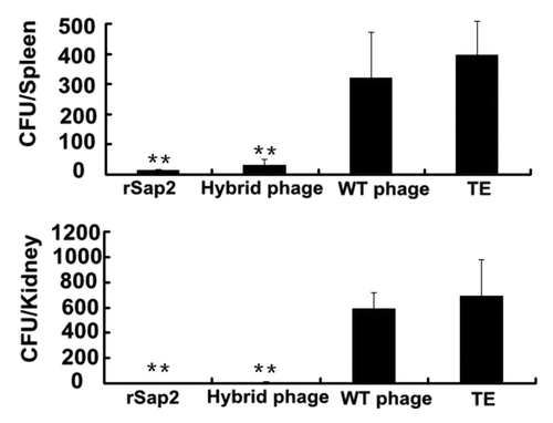 Figure 7. Decreased colonization of C. albicans in kidneys and spleens from mice immunized with hybrid phage or rSap2 or wild phage. The numbers of C. albicans CFU recovered from kidneys and spleens of mice treated with three injections administered with a period of 2 wk, and infected with 106C. albicans 2 wk after the third immunization. The results shown indicate the mean value ± standard deviation (SD) of each group. The significance of the results between immunized hybrid mice and each control. (*P < 0.05, **P < 0.01).