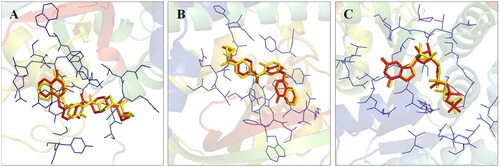 Figure 2. Validation of the docking protocol. The docking protocol was validated via redocking the co-crystallized ligands. The re-docked ligands (yellow) produced a pose similar to those of the co-crystallized ligands (red) (A- PARP1; B- PARP2 and C- Tubulin).