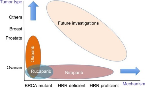 Figure 2 Current indications for olaparib, rucaparib, and niraparib.