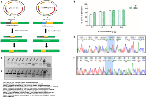 Figure 2. Optimization of CRISPR-Cas9 mediated knock-in with different concentrations of the knock-in construct of whole yeast population, (a) CRISPR-Cas9 mediated mechanism of chromosomal integration of an EcoRI site, (b) digestion pattern of knock-in of an EcoRI construct at CS8 site, (c) digestion pattern of knock-in of an EcoRI construct at TRP1 site, (d) concentration based percentage of knock-in of an EcoRI at TRP1 and CS8 site, (e) Sanger sequence confirmation of an EcoRI site integration at chromosome at TRP1, (f) Sanger sequence confirmation of an EcoRI site integration at CS8 site, n = 3, p ≤ 0.05.