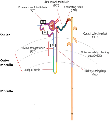 Figure 4. Structure of the nephron in relation to L-and D-amino acid absorption. The cortex is depicted in the top, the outer medulla is in the middle, and the medulla is at the bottom. The figure shows the location of various nephron segments involved in D- or L-AA resorption (proximal straight tubule, proximal convoluted tubule, loop of Henle, thick ascending limb, distal convoluted tubule, connecting tubule, cortical collecting duct, and outer medullary collecting duct). D- and L-AAs are filtered through the tubule of the nephron, and about 97% of the L-AA are reabsorbed in the proximal convoluted tubule (PCT; purple colour) (S1 and S2). D-AAs, mainly D-serine, are reabsorbed in the proximal straight tubule (PST; blue colour) (S3).