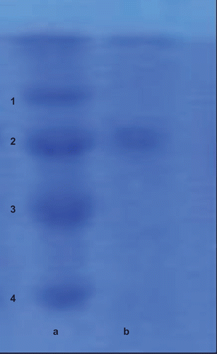 Figure 1.  Sodium dodecyl sulfate-polyacrylamide gel electrophoresis (SDS-PAGE) bands of lactoperoxidase (LPO) purified from bovine milk. Column a: standard proteins, 1: maltose-binding protein (MBP)–β-galactosidase (fusion of MBP and β-galactosidase, 175 kDa); 2: MBP–paramyosin (fusion of MBP and paramyosin, 80 kDa); 3: MBP–chitin binding domain (CBD) (fusion of MBP and CBD, 58 kDa); 4: CBD–Mxe Intein–2CBD (fusion of CBD and Mxe Intein followed by two CBDs, 46 kDa). Column b: purified LPO from bovine milk.