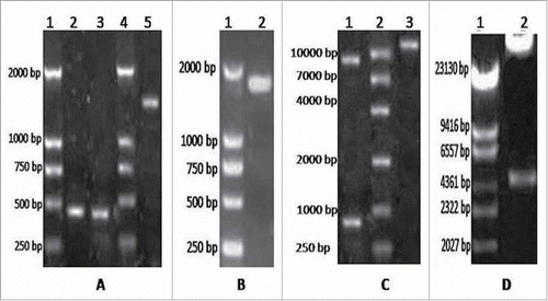 Figure 1. A. Electrophoresis results for GM-CSF and LMP2A. Lane 1 = DNA DL2000 Marker; lanes 2 and 3 = GM-CSF gene; lane 4 = DNA DL2000 Marker; lane 5 = LMP2A gene. B. Electrophoresis results for the fusion gene GC2A. Lane 1 = DNA DL2000 Marker; lanes 2 and 3 = GC2A genes. C. Identification of pAdTrack-CMV-GC2A. Lane 1 = enzyme analysis after Bg1II and EcoRV digest; lane 2 = DNA DL2000 Marker; lane 3 = pAdTrack-CMV-GC2A. D. Restriction enzyme digestion for pAd-GC2A analysis and identification. Lane 1 = DNA DL15000 Marker; lane 2 = PacI enzyme digestion of recombinant vector.