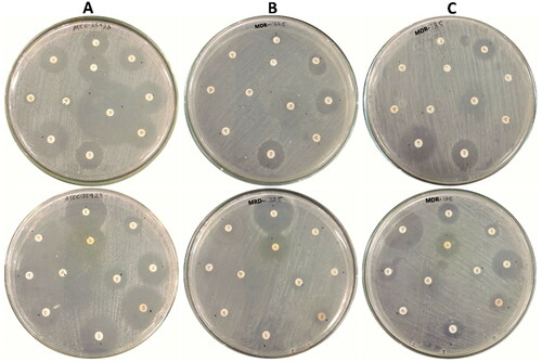 Figure 1. Antibiotics sensitivity of S. aureus strains (A) S. aureus ATCC-25923, (B) S. aureus SA-325, and (C) S. aureus -SA-185.