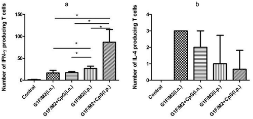 Figure 2. Frequency of IFN-γ- or IL-4-secreting effector memory cells in immunized mice. Mice were immunized as described in Section 4. Spleens from immunized mice were removed 3 weeks after the last immunization. Splenocytes were restimulated for 48 h with 20 μg G1F/M2. Number of specific IFN-γ-secreting T cells and IL-4-secreting T cells was evaluated using an ELISPOT assay as described in Section 4 . (a) Number of IFN-γ producing T cells. (b) Number of IL-4 producing T cells. Results are presented as mean ± SD of the number of spots observed for 106 spleen cells of five mice per group, obtained from triplicate wells. *P < 0.05 represents significant difference.