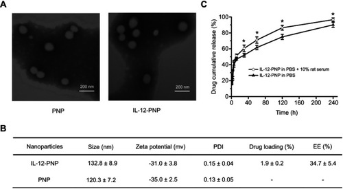 Figure 2 Nanoparticle characterization. (A) Morphology of the nanoparticles was observed under a transmission electron microscope. Bar =200 nm. (B) Nanoparticle size, zeta potential, polydispersity index (PDI), drug loading, and encapsulation efficiency (EE). Data are mean ± SD (n=3). (C) Drug release profile of IL-12-PNP in PBS or PBS with 10% (w/v) rat serum. Groups were compared with non-paired Student’s t-tests. *P<0.05. Data are mean ± SD (n=3).