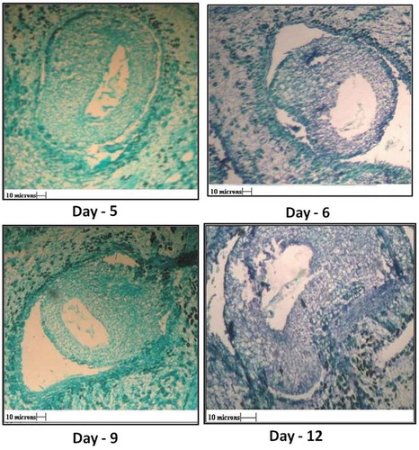 Figure 7. V. S. of ovule 5th, 6th, 9th and 12th day after anthesis showing shriveled embryo sac. Parthenogenic development of seed in absence of embryo formation, wall of integument increases.