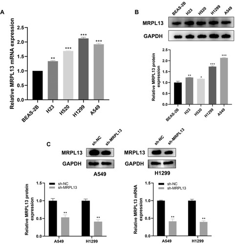 Figure 4 MRPL13 is up-regulated in NSCLC cell lines.