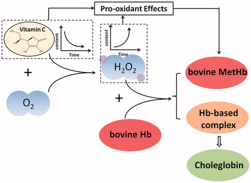 Figure 10. Schematic illustration of reactions related to pro-oxidant effects of Vc on bovine hemoglobin.