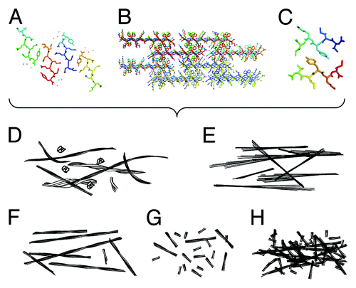 Figure 1. Detailed atomic resolution structures of amyloid leads to different physical properties, which in turn produce varied biological functions. (A–C) Structural models depicting the amyloid cross-β molecular architecture. (A) the crystal structure of GNNQQNY (2OMM.pdb),Citation7 (B) a model of fibrous nanocrystals formed by KFFEAAAKKFFE,Citation8 (C) a model structure of fibrils formed by VIYKI.Citation9 (D–H) schematic illustrations of morphologies that may result in different biological properties. (D) Illustrations of flexible and heterogeneous fibrils compared with (E) rigid and crystal-like fibrils. (F) Illustrations showing long and thermally, mechanically and/or enzymatically stable fibrils compared with (G) short, fragile, and unstable fibrils with non-interacting surfaces and (H) fibrils with interacting or sticky surfaces.