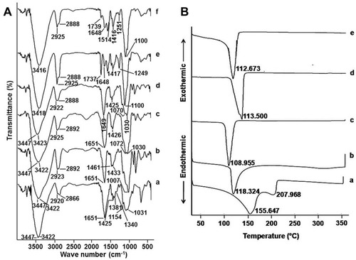 Figure 6 FT-IR spectra and DSC of NEG and its individual components.Notes: (A) FT-IR spectra of pure CS (a), GG (b), GA (c), physical mixture of the optimized formula (F-9) (d), blank NEG (e), CEO-NE-based NEG (f) and (B) DSC of pure CEO (a), blank NE (b), CEO-NE (c), blank NEG (d), CEO-NE-based NEG (e). Abbreviations: CEO, clove essential oil; CS, chitosan; DSC, differential scanning calorimetry; FT-IR, Fourier transform infrared spectroscopy; GA, gum acacia; GG, guar gum; NE, nanoemulsion; NEG, nanoemulgel.