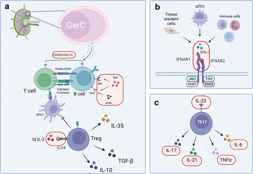 Monoclonal antibodies targeting interleukins for systemic lupus ...