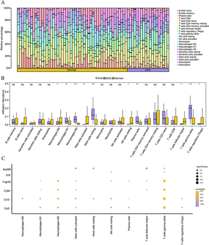 Figure 10 Immune cell-infiltration analysis of GSE30122 dataset. (A) Bar chart of immune cell infiltration in the dataset. (B) Comparison of immune cell infiltration between normal and NC groups. (C) Correlation heatmap of FIRDEGs and immune cells in GSE30122 dataset. Vs Normal group; *P < 0.05; **P < 0.01 and ***P < 0.001.