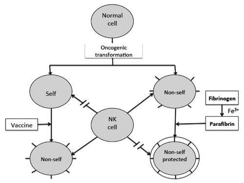 Figure 1. Conceptual scenarios of the interaction between natural killer cells and cancer cells. Natural killer (NK) cells attack those tumor cells that appear to as “non-self,” but spare the “self” identified cancer cells, including those coated with “self” parafibrin polypetide chains.