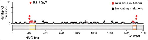 Figure 4. CIC mutations in CNS/brain tumors. Number of mutations are plotted along the length of the CIC-S protein (depicted with the HMG-box and C1 domains highlighted in yellow and brown, respectively). Missense mutations are indicated by red circles and truncating mutations by black circles. Mutation data were obtained from cBioPortal Version v1.8.3, selecting only CNS/brain datasets.