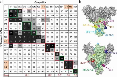 Figure 5. Competition assays and epitope prediction. (a) Competition assays. Numbers represent the percentage binding of biotinylated mAbs in the presence of a competitor versus an irrelevant mAb. Values <30 (white numbers in black grids) indicate mAbs with an identical or close epitope; values >60 (white boxes with black numbers) indicate noncompetitive mAbs; values in the 30%~60% range (black numbers in gray grids) indicate intermediate binding ability. MIL77-1/2/3 are abbreviated as M-1/2/3. G1 to G5 represent five groups with different binding areas (red squares); seven nAbs are highlighted by green squares. (b) Mapping of predicted critical amino acids of nAbs on a GP model (PDB ID: 5KEL). See also Figure S5