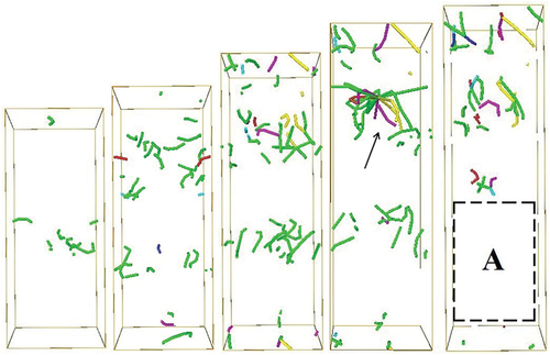 Figure 5. Dislocation structure evolution at strain rate of 1011 s−1 (The serial number in the figure is consistent with that in the Fig. 2. The 1/2 perfect dislocations are coloured in blue, the 1/6 Shockley partial dislocations are coloured in green, the 1/3 Hirth dislocations are coloured in yellow, the 1/6 Stair rod dislocations are coloured in purple, and the 1/3 Frank dislocations are coloured in cyan.).