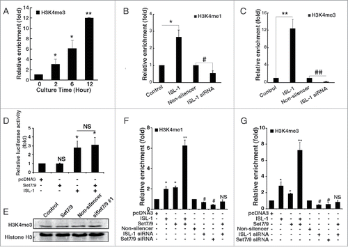 Figure 3. ISL-1 recruited Set7/9 to modulate histone modification of the CyclinD1 promoter. (A) H3k4me3 was detected by ChIP assay in HIT-T15 cells at indicated time-points after serum starvation for 48 h. The H3K4me3 level at 0 h serum starvation served as a control. (B, C) pcDNA3.1-ISL-1 (ISL-1), pcDNA3.1-vector (control), ISL-1 siRNA or Non-silencer negative control siRNA were transfected into HIT-T15 cells. ChIP assays were employed to detect H3k4me1 or H3k4me3 after 48 h. (D) The luciferase activity of the CylinD1 promoter was measured in 293A cells transfected with the indicated plasmid combination. The cells transfected with pcDNA3 were used as a negative control. (E) NIT-1 cells was transfected with pCMV-Set7/9 (pCMV-vector served as a control) or Set7/9 siRNA (Non-silencer served as a control), and Western blotting analysis was performed using an antibody against H3k4me3. Histone H3 was used as a loading control. (F, G) NIT-1 cells were transfected with different combinations of plasmids for 48 h, and H3k4me3 or H3k4me1 of the CyclinD1 promoter were measured by ChIP assay. The cells transfected with pcDNA3 or Non-silencer were used as negative controls. *p < 0.05, **p < 0.01, vs. pcDNA3; #p < 0.05, ##p < 0.01 vs. Non-silencer, NS: non-significance.