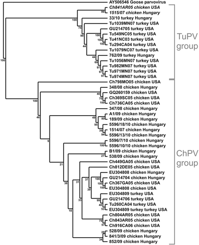 Figure 2.  Phylogenetic relationship of the investigated strains based on the nucleotide sequence of the examined region of the Hungarian ChPV and TuPV strains from the present study, the sequences retrieved from the GenBank (accession numbers indicated for each strain) and the American-origin sequences (no accession numbers available). Goose parvovirus strain HG5 was used as the outgroup.