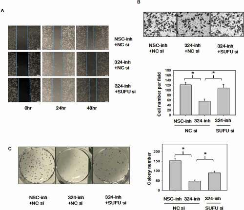 Figure 6. MiRNA-324-5p promotes cell migration and colony formation ability by activating Wnt/β-catenin signaling pathway via SUFU. (a-b)Suppression of miRNA-324-5p weaken the migration capacity of BGC-823 cells while SUFU siRNAs can alleviate this inhibition. BGC-823 cells were transfected with miRNA-324-inh or co-transfected with miRNA-324-inh and SUFU siRNAs. Forty-eight hours after transfection, scratch assay and transwell assay were conducted. (c) MiRNA-324-5p inhibitors impaired colony forming capacity in BGC-823 cells while SUFU siRNAs reversed the depressive effect. 48 h after transfection with either miRNA-324-5p inhibitors or coupled SUFU siRNAs, 200 cells/well were inoculated into a 6-well plate. Cell colonies were stained and counted 14 days after plating. Each experiment was repeated three times. *p < 0.05