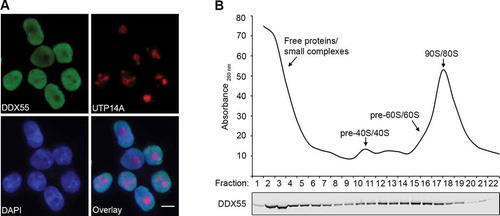 Figure 1. DDX55 is present in the nucleoplasm and associates with late pre-LSU complexes. (A) The sub-cellular localization of Flag-tagged DDX55 was determined by immunofluorescence (DDX55) using antibodies against the Flag tag. Co-immunofluorescence using an α-UTP14A served as a nucleolar marker and nuclear material was visualized using DAPI staining. Scale bar represents 10 μm. (B) Whole cell extracts prepared from HEK293 cells expressing DDX55-Flag were separated by sucrose density gradient centrifugation. During fractionation, a profile of absorbance at 260 nm was generated and the peaks corresponding to free proteins/small complexes, 80S mature/90S pre-ribosomes, and (pre-)40S and (pre-)60 particles are indicated (upper panel). Proteins in each fraction were separated by SDS-PAGE and analysed by western blotting using an α-Flag antibody (lower panel)