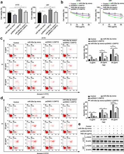 Figure 6. MiR-30e-3p modulates TMZ sensitivity of glioma cells via negatively regulating CNPY2. A172 or U87 cells were transfected with control, miR-30e-3p mimic, miR-30e-3p mimic+ pcDNA3.1, and miR-30e-3p mimic+ pcDNA3.1-CNPY2. (a) Cell proliferation was evaluated by CCK-8 assay after 48 hours. (b) Cells were treated with TMZ for 48 hours and the cell viability was analyzed. (c, d) Cell apoptosis of A172 or U87 cells treated with TMZ was evaluated by Annexin V-FITC/PI dual staining. (e) Expression of γ-H2AX in cells determined by western blot. * p < 0.05, ** p < 0.01. n = 5 for each group