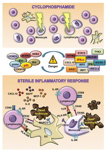 Figure 1. Sterile inflammatory response induced by cyclophosphamide. The administration of cyclophosphamide results in the death of highly proliferating cells (including lymphocytes and monocytes) along with the activation of the p53 signaling pathway and type I interferon (IFN)-regulated genes, favoring the elicitation of the innate immune responses. Dead cells indeed emit danger-associated molecular patterns (DAMPs) that can be recognized by pattern recognition receptors on antigen presenting cells, such monocytes and dendritic cells (DCs). These DAMPs generally stimulate the phagocytosis of apoptotic corpses, exacerbate antigen presentation and promote the secretion of pro-inflammatory cytokines, leading to the homeostatic proliferation and activation of T cells.