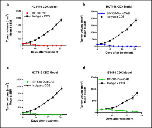 Figure 4. Invivoefficacy of EpCAM T-cell engagers. EpCAM× CD3 bispecific antibodies promote anti-tumor immunity in a cell line-derived xenograft humanized mouse model of human colorectal and breast cancers. (a-c) HCT116 human colon carcinoma was implanted in NOG mice. huPbmcs were inoculated intraperitoneally 2 hours after tumor inoculation. Animals were randomized to treatment groups when tumor volume reached approximately 130 mm3. Following randomization, animals were dosed i.V. With isotype x CD3WT control antibody or BF-588-WT (A), BF-588-MonoCAB (B) and BF-588-DualCAB (C) at 1mpk twice per week for four weeks. (d) NCGmice were implanted with estrogen pellets on day 0. On day one animals were implanted with a mixture of BT474 cells and huPbmcs(1:1) subcutaneously in PBS-Matrigel at the right mammary fat pad. Animals were randomized, and treatment was initiated when tumor volume was approximately 95 mm3.Mice were administered i.V. With BF-588-DualCAB or isotype x WT CD3 control bispecific antibodies at 0.5 mpk twice per week for four weeks. mpk: milligram per kilogram. x-axis:Days after treatment; y-axis mean tumor volume ± SEM. BF-588-WT:red line; BF-588-MonoCAB: blue line; BF-588-DualCAB: green line.