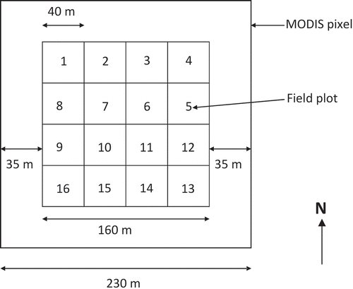 Figure 5. Sampling design used for each field plot.