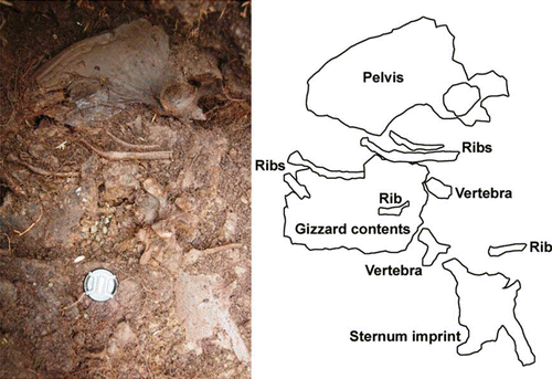 Figure 2  Articulated pelvis, ribs, and associated vertebrae, sternum and gizzard contents of an eastern moa (Emeus crassus (Owen, 1846)), Glencreiff, 2007. Lens cap diameter is 58 mm. Note the weathered appearance of the pelvis from this relatively shallow part of the deposit and abundant roots of poplars (Populus Linneaus 1753).