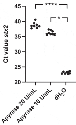 Figure 2. Shiga toxin 2 phage induction in E. coli O157:H7 incubated with apyrase in vitro. The levels of Stx2 phage DNA stx2 were measured by qPCR in E. coli O157:H7 supernatants from bacteria cultured with or without apyrase (10 or 20 U/mL) for 6 h. The stx2 gene was quantified as a marker for the Stx2 phage. Data are presented as the median and individual values from two independent experiments, *P < 0.05, ****P < 0.0001, Kruskal-Wallis multiple-comparison test followed by Dunn’s procedure.