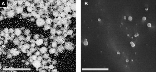 Figure 5 SEM microphotograph.Notes: (A) Scale bar =20 μm; single surfactant-assisted particles. (B) Scale bar =1 μm; cryo-SEM microphotographs of cosurfactant and ultrasonication-assisted particles.Abbreviation: SEM, scanning electron microscopy.