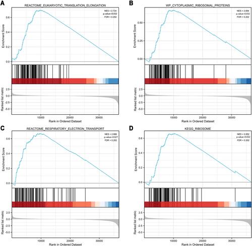 Figure 9 GSEA enrichment analysis of AP1S1. (A) Reactome eukaryotic translation elongation. (B) Cytoplasmic ribosomal proteins. (C) Reactome respiratory electron transport. (D) Ribosome. These pathways suggested that AP1S1 might affect ribosome function, respiratory chain electron transport, and eukaryotic cell translation.