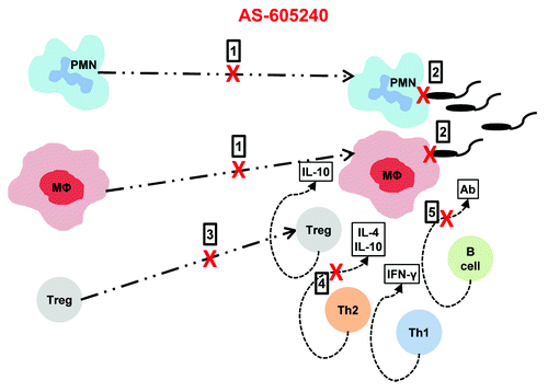 Figure 1. Possible mechanisms of action of PI3Kγ inhibitor AS-605240 in mediating resistance to L. mexicana infection: (1) prevent migration of neutrophils and macrophages to L mexicana infected sites;, (2) block phagocytosis of L mexicana promastigotes by neutrophils and macrophages; (3) inhibit migration of IL-10 producing regulatory T cells to infected areas which would otherwise dampen the immune response; (4) indirectly prevent production of Th-2 associated cytokines IL-4 and IL-10; and (5) directly or indirectly suppress the production of serum antibodies which could otherwise contribute to Fc receptor mediated internalization of L. mexicana parasites.