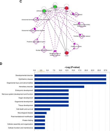 Figure 3 Ingenuity pathways’ analysis of expression proteins.Notes: (A) Top canonical pathways identified by IPA that are searched of lens proteins. (B) IPA reveals a network of signaling pathways searched by lens proteins. (C) The biologically active functions’ network of main lens proteins. (D) The biological functions of lens proteins.