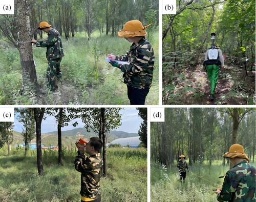 Figure 2. Forest sample plot survey (a) single tree diameter at breast height measurement using a diameter at breast height ruler; (b) scanning the forest sample plot using a backpack LiDAR; (c) single tree height measurement using a height gauge; (d) measuring the extent of the forest sample plot using a measuring rope.