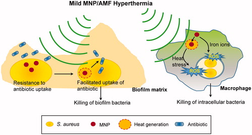 Figure 6. A schematic depicting the therapeutic potential of mild MNP/AMF hyperthermia against biofilm infections. The application of mild MNP/AMF hyperthermia can enhance the susceptibility of S. aureus biofilm to antibiotics by facilitating their uptake to biofilm bacteria. Additionally, when applied to macrophages at lower thermal doses, the treatment of MNP/AMF can promote a macrophage-mediated host response for the clearance of intracellular bacteria via MNP-dependent generation of ROS.
