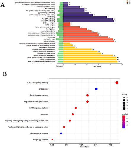 Figure 3. (A) Bar chart displaying GO enrichment analysis results for differentially expressed miRNAs. (B) Scatter plot representing KEGG enrichment analysis results for differentially expressed miRNAs.