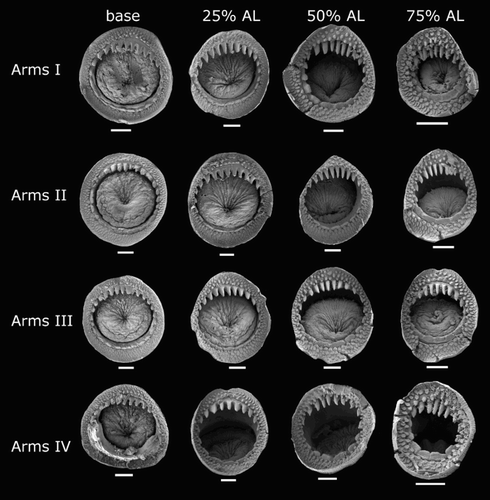 Figure 9 Mastigoteuthis cf. dentata arm suckers, NMNZ M.091649, ♀, ML 81 mm. Scale bars = 100 µm.