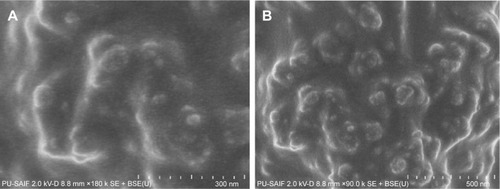 Figure 7 SEM imaging of AgNPs (A) at 300 nm scale; (B) at 500 nm scale.Abbreviations: SEM, scanning electron microscopy; AgNPs, silver nanoparticles.