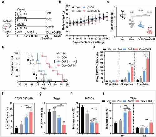 Figure 8. Anti-tumor effects of combination therapy in a 4T1 orthotopic injection model. (a) Schematic of the therapeutic regimen. 2 × 104 4T1 tumor cells were injected orthotopically in the mammary fat pad of BALB/c mice on day 0, and all treatments began 7 days after tumor injection. (b) There was no obvious decrease in body weight weight of mice in response to the treatments. (c) Mice (n = 5) were euthanized, and tumor weights were measured on the 26th day. (Vec group = 2.208 ± 0.3231; Dox group = 1.330 ± 0.2852; OsFS group = 1.116 ± 0.1372; Dox+OsFS group = .5120 ± 0.1547). (d) Survival time was monitored for 56 days (n = 8). Mean survival times were as follows: Vector (Vec) group = 31.1 days; OS group = 35.9 days; OsF group = 38.6 days; OsFS group = 47.8 days. (e) Splenocytes from vaccinated tumor-bearing mice were stimulated with FAPα peptides, survivin peptides, and unrelated human MUC1 peptides. The frequencies of IFN-γ-producing T cells were measured by ELISpot assays. (f-i) The proportions of CD3+CD8+ T cells (in CD45+ cells) (f), Tregs (in CD4+ cells) (g), MDSCs (h), and TAMs (F4/80+CD206− M1 and F4/80+CD206+ M2) (i) infiltrated into tumors. (*P < .05, **P < .01, ***P < .001, ****P < .0001)