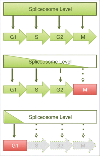 Figure 6. Graded requirement for the spliceosome during the cell cycle. Schematic drawing of a dosage model to explain the varying cell cycle phenotypes caused by spliceosome inactivation. In this model, spliceosome is required for pre-mRNA splicing and subsequent expression of multiple proteins at all stages of the cell cycle. Depletion of spliceosome components results in cell cycle defects whose severity depends upon the efficiency of spliceosome depletion. Mild spliceosome depletion results in defects in the later stages of the cell cycle (e.g. mitosis or G2), whereas severe spliceosome depletion elicits a block in G1.