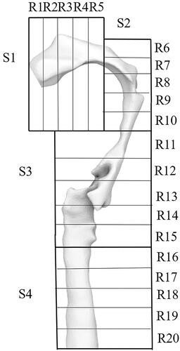 Figure 5. The upper airway model with very detailed labels.