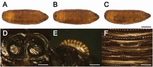 Figure 7. Physiphora alceae puparium. (a) dorsal, (b) ventral, (c) lateral view, (d) posterior spiracles, (e) anterior spiracles, (f) ventral spines of abdominal segment 7th. Scale bars: 1 mm (a,b,c), 100 μm (d,e), 50 μm (f)