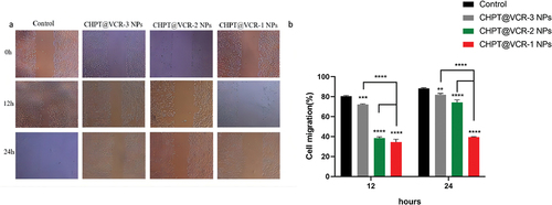 Figure 9. Cell migration diagram of three CHPT@VCR NPs (a); cell migration rate of three CHPT@VCR NPs groups (b) (**p < 0.01, ***p < 0.001 and ****p < 0.0001).