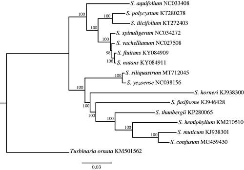Figure 1. Maximum-likelihood phylogenetic tree based on S. siliquastrum and 15 other mitochondrial genomes of Sargassaceae family in the NCBI.
