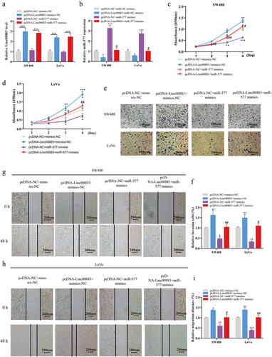 Figure 4. Linc00883 influences CRC cell proliferation, invasion, and migration via miR-577. The pcDNA-Linc00883 or/and miR-577 mimics and their corresponding controls were transfected into SW480 and LoVo cells. (a-b) The expressions of Linc00883 and miR-577 were measured using qRT-PCR. (c-d) CCK-8 was applied to assess CRC cell proliferation. (e-f) The CRC cell invasion was measured using transwell assay (Scale bar: 100 μm). (g-i) A wound-healing experiment was performed to assess CRC cell migration (Scale bar: 200 μm). *P < 0.05, **P < 0.01, ***P < 0.001 vs. pcDNA-NC + mimics-NC. #P < 0.05, ##P < 0.01 vs. pcDNA-NC + miR-577 mimics. NC: Negative control. All experiments were performed at least in triplicate.