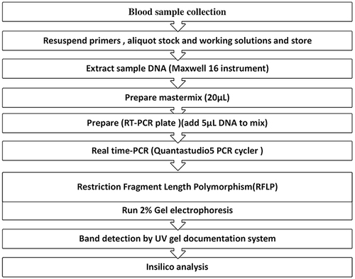 Figure 1 General workflow for DNA extraction and real-time PCR CTLA-4 gene amplification and gel electrophoresis.